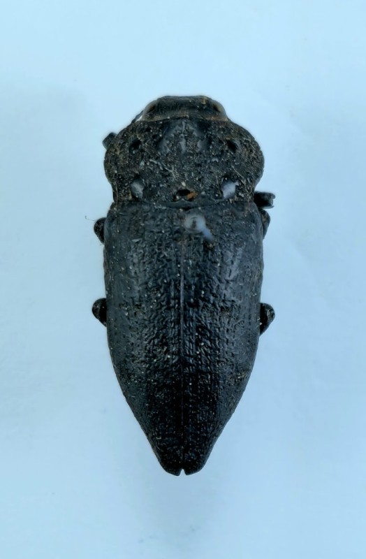 Capnodis tenebrionis (Linnaeus, 1761)