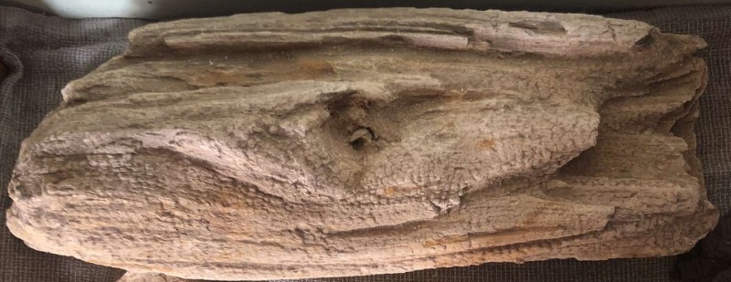 Фрагмент закам'янілого дерева