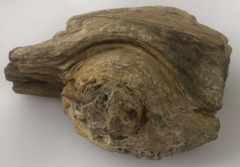 Закам'яніле дерево