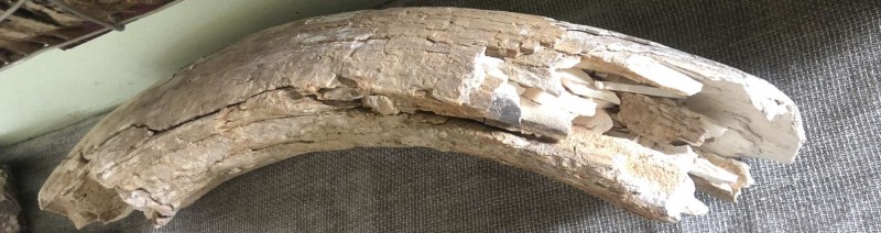 фрагмент бивня мамонта