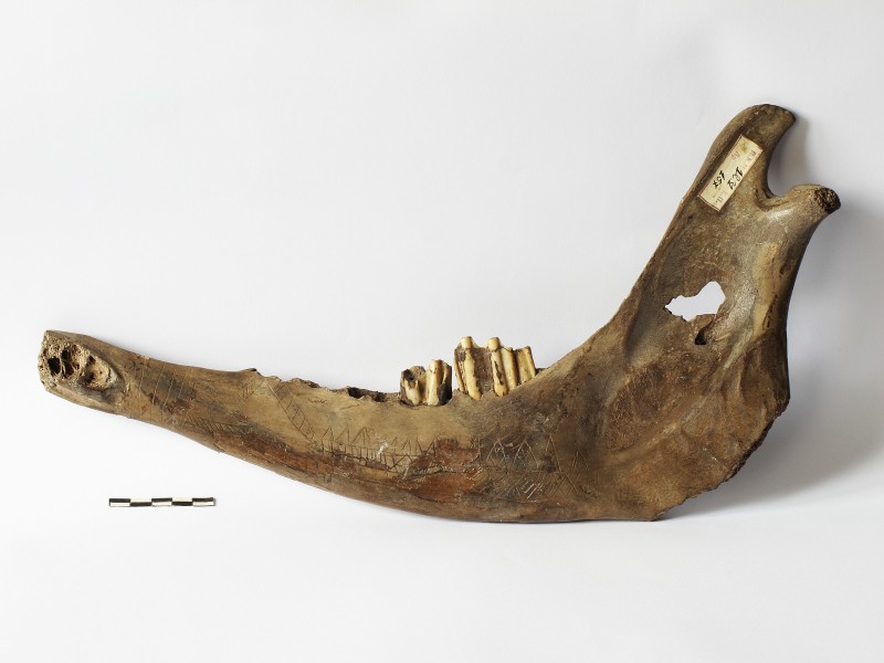 Уламок бичачої щелепи з малюнками