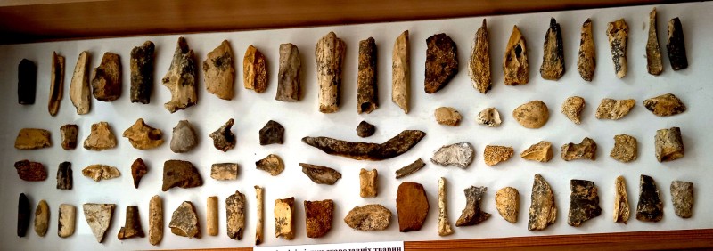 Скам'янілі фрагменти кісток стародавніх тварин