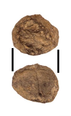 Торгова пломба сер. ХVII ст.