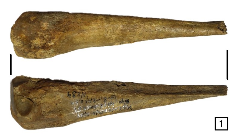 Кістяна проколка ХІІ - ХІІІ ст.