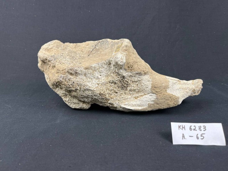 Фрагмент тазової кістки мамонта - тварини давньокам'яної доби (2,5 млн. - 150 тис. р. назад).