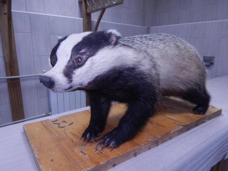 Опудало. Борсук (самець) звичайний