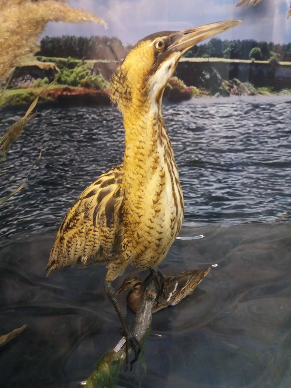 Опудало. Бугай