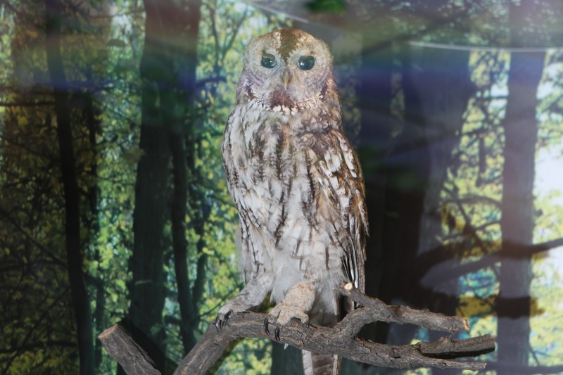 Опудало. Сова сіра