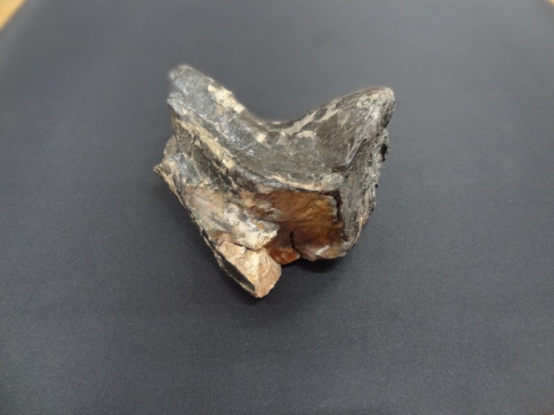 Зуб прадавнього (південного) слона. Кайнозойська  ера, плейстоцен, гюнц-міндель. 600000-500000 років тому.