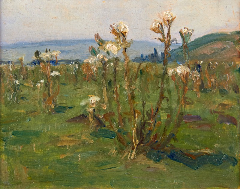 Будяк на луці