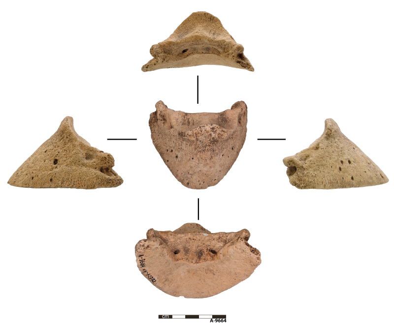 Виріб з копита тварини