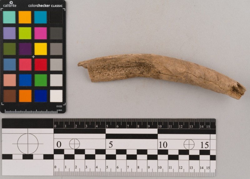 Кістка оброблена