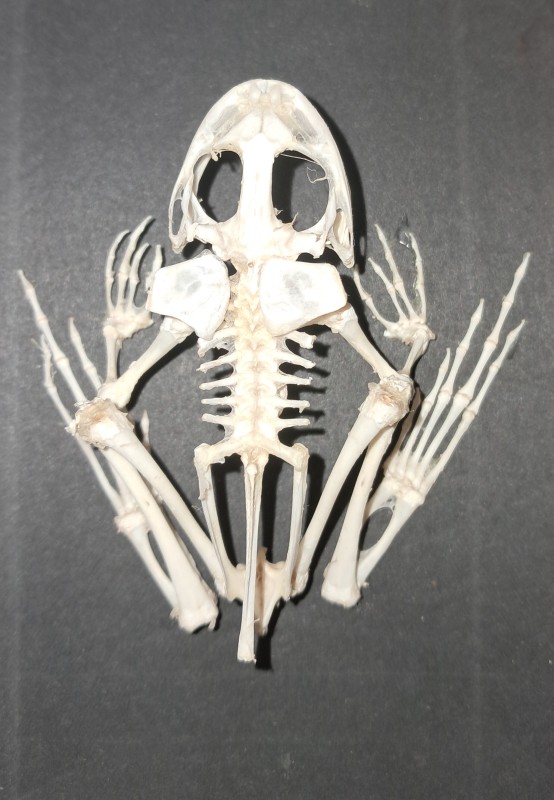 Скелет жаби