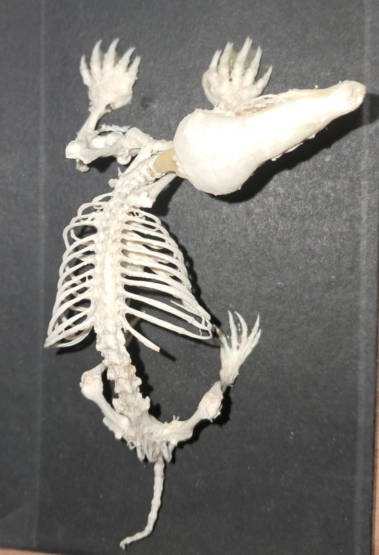 Скелет крота