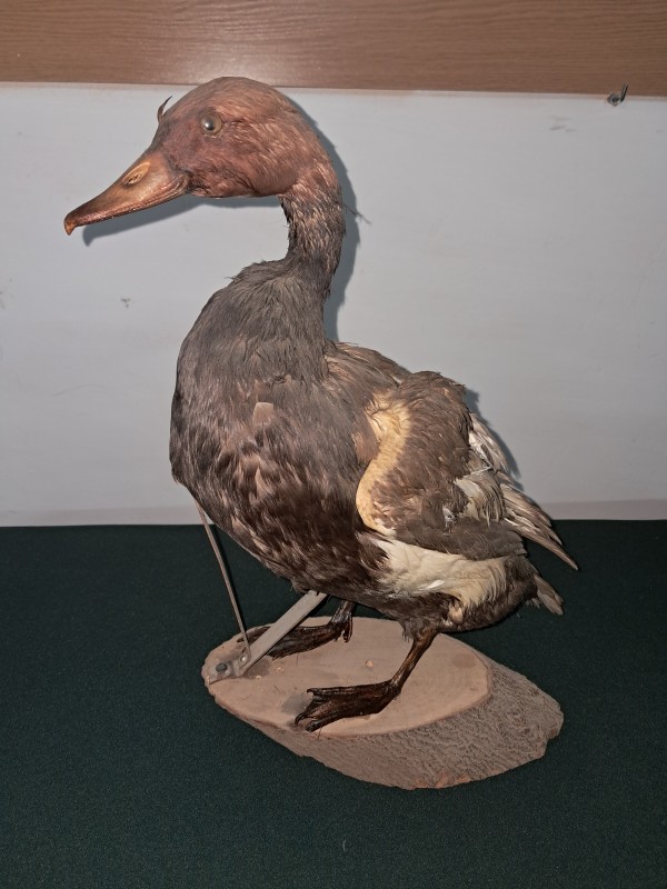 Опудало качки