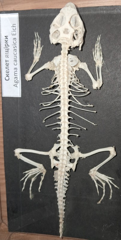 Скелет ящірки