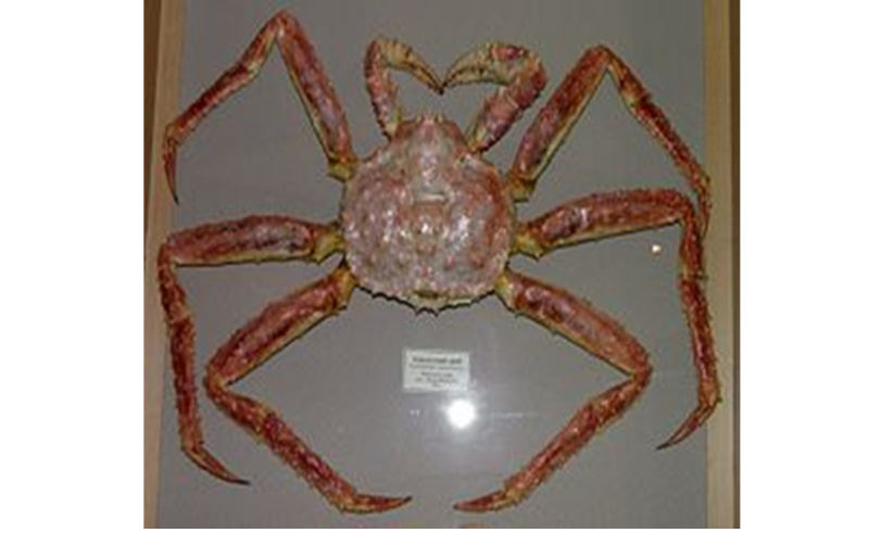 Краб камчатський