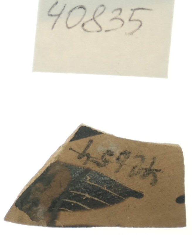 Фрагмент тонкостінної чорнофігурної посудини