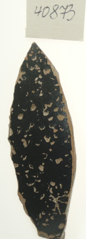 Фрагмент стінки зачиненої чорнофігурної посудини