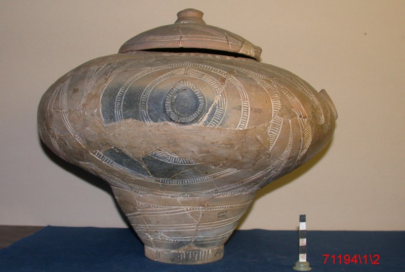 Булавоподібна посудина