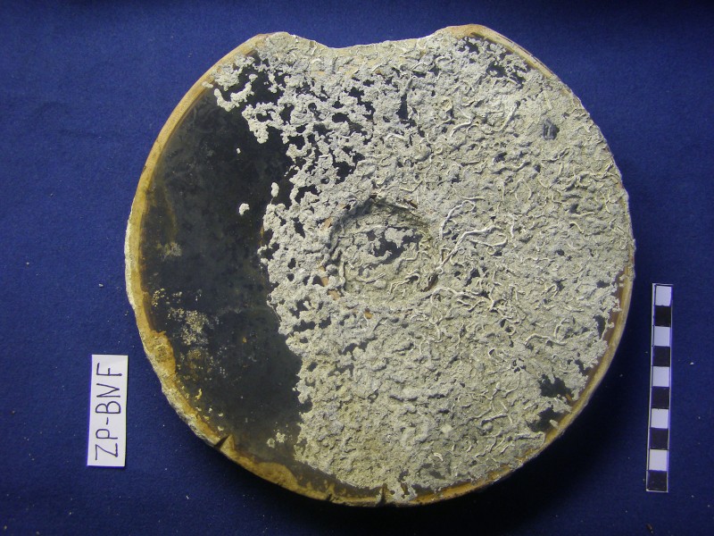 Чорнолакове рибне блюдо