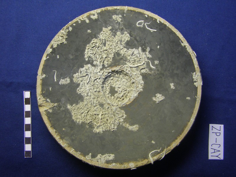 Чорнолакове рибне блюдо