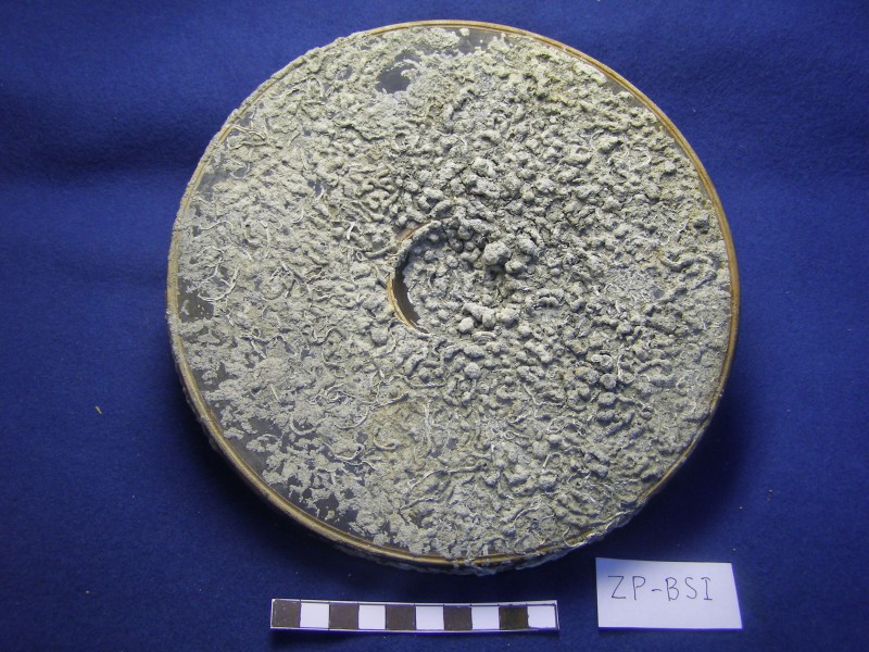 Чорнолакове рибне блюдо