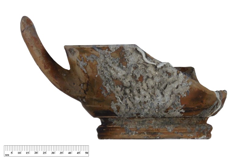 Кілік чорнолаковий