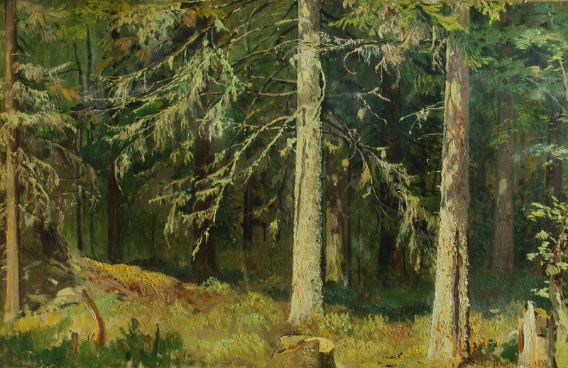 Ялиновий ліс. 1890