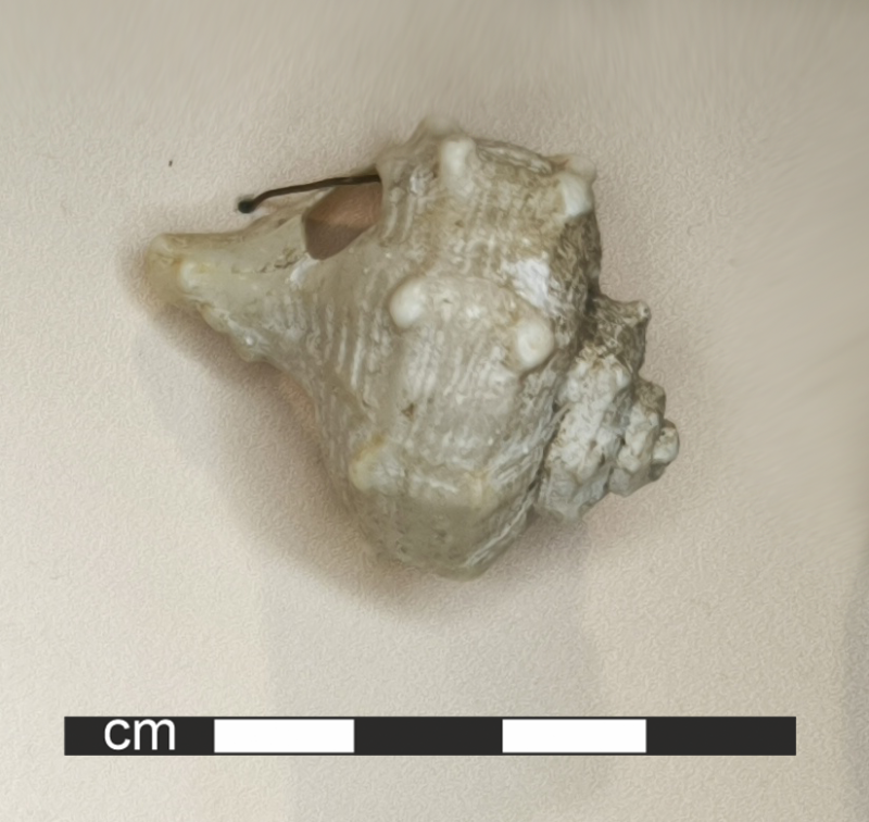 Мушля рапана