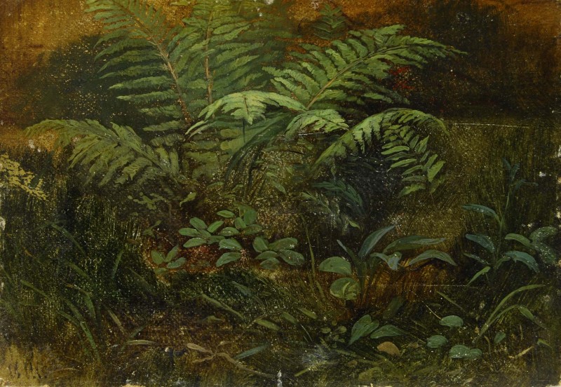 Папороть. Етюд. 1885-1886