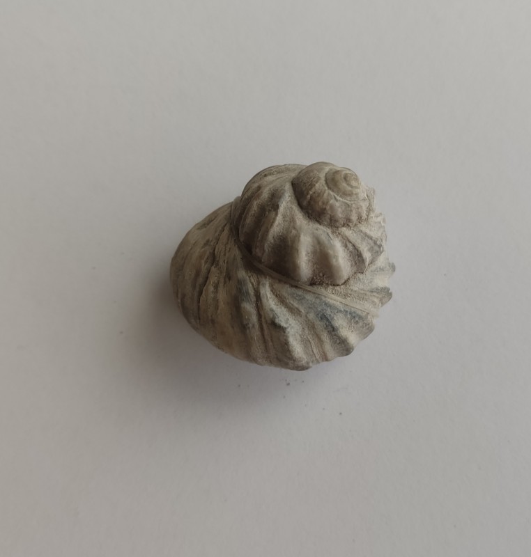 Морська черепашка (мушля)