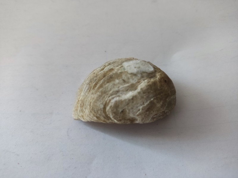 Морська черепашка (мушля)