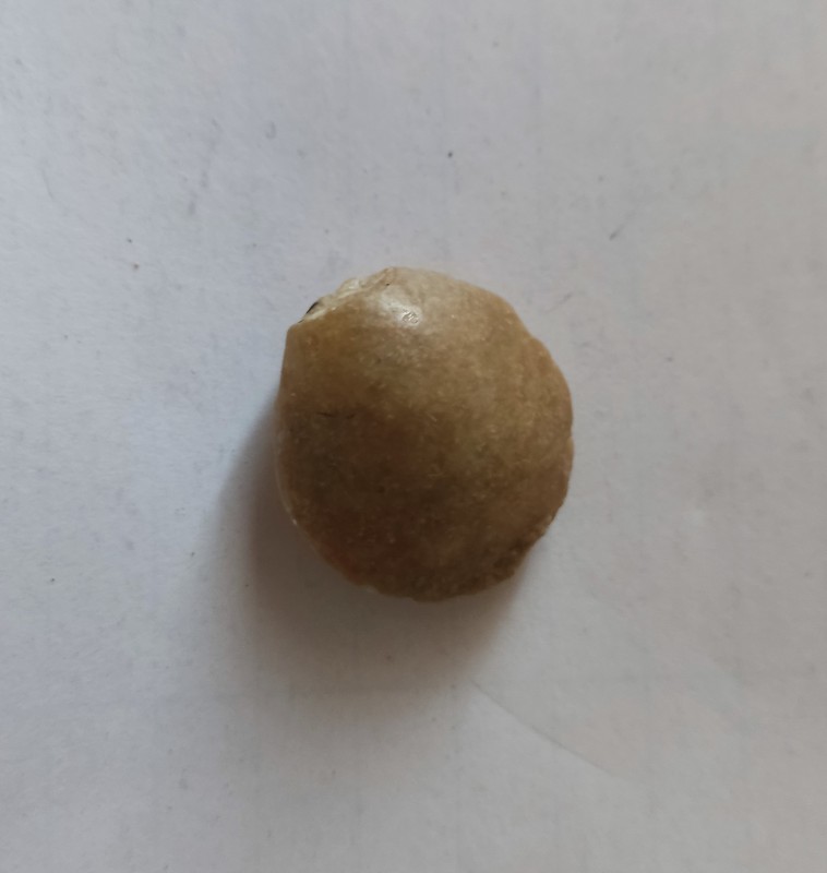 Морська черепашка (мушля)