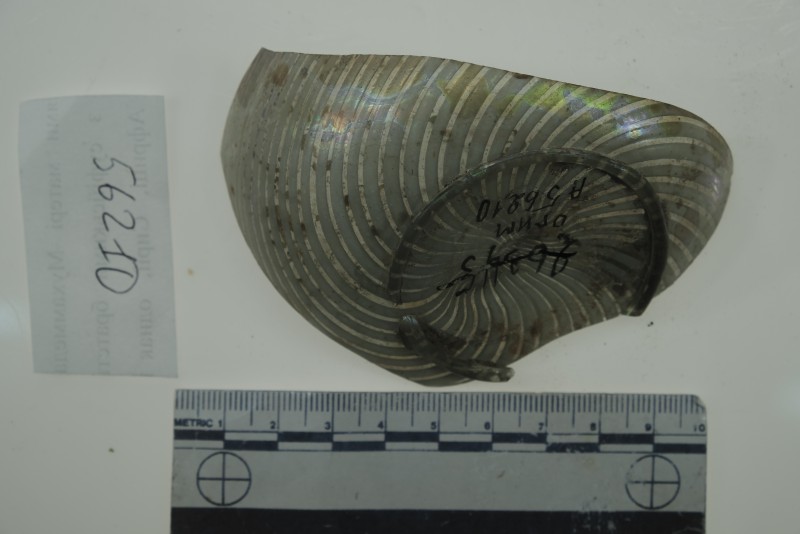 Денце посудини