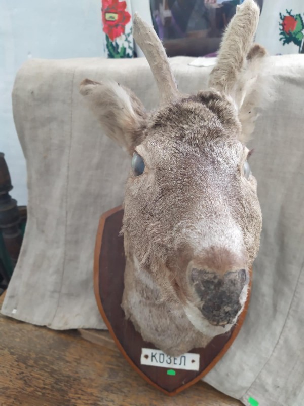 Опудало голови козла