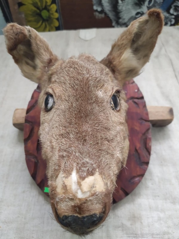 Опудало голови козулі