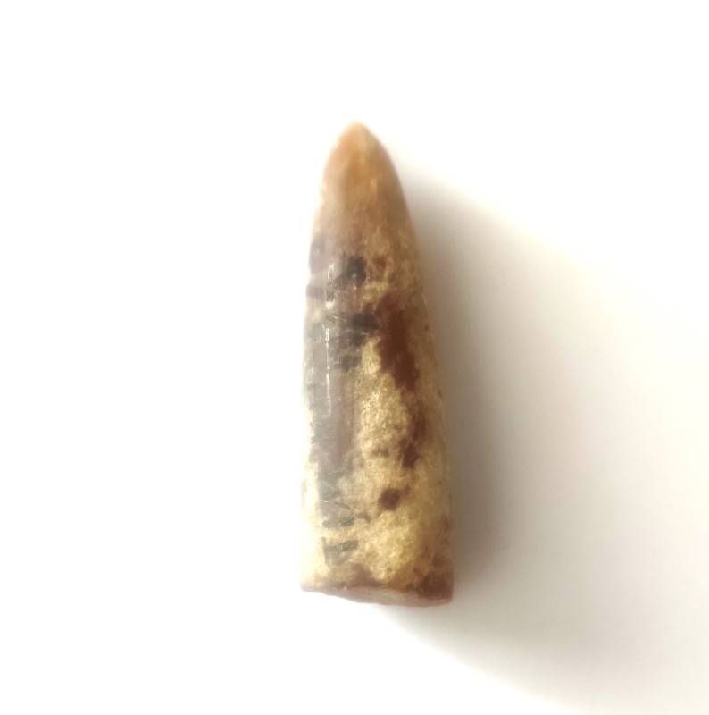 Белемніт (ростр)