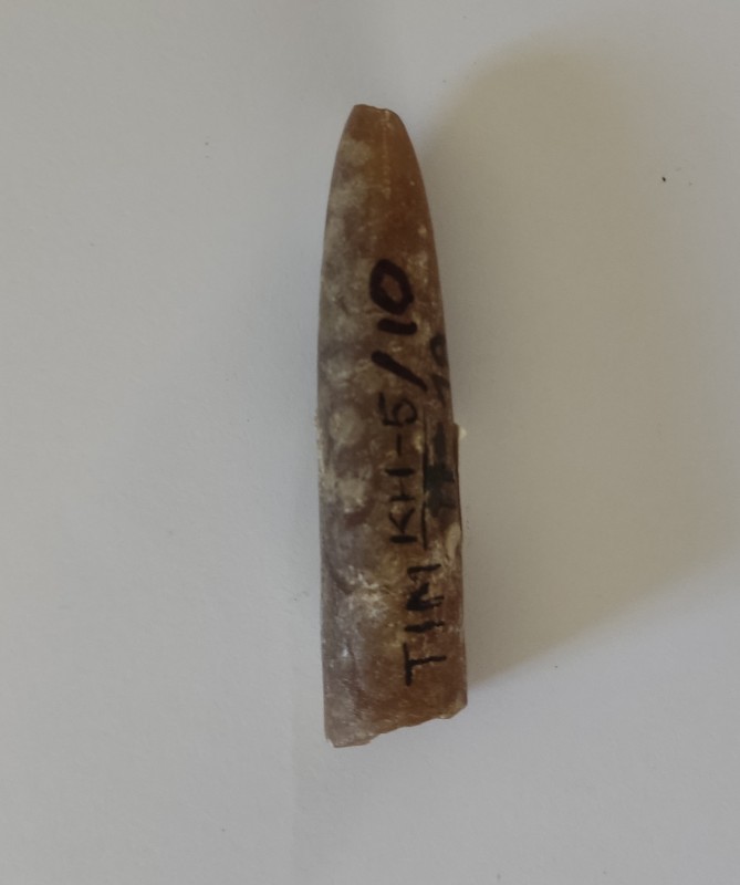 Белемніт (ростр)