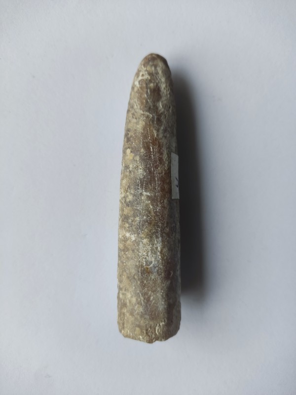 Белемніт (ростр)