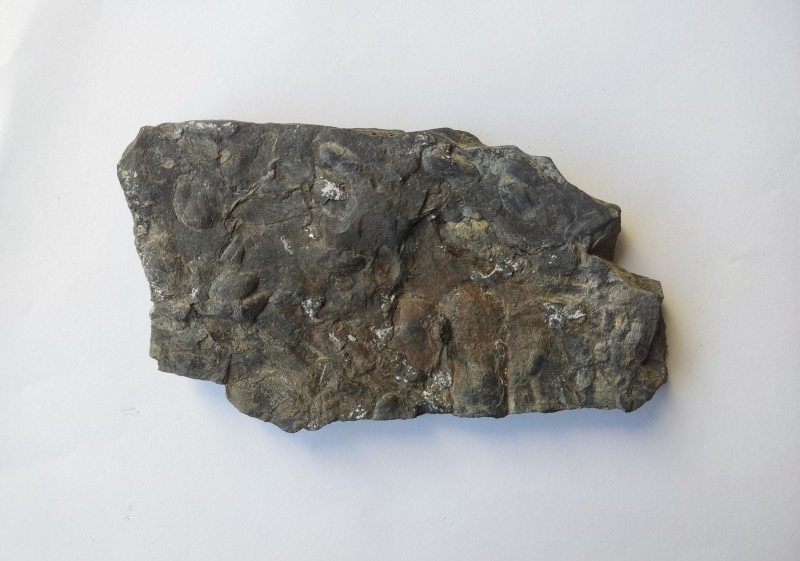 Камінь з черепашками