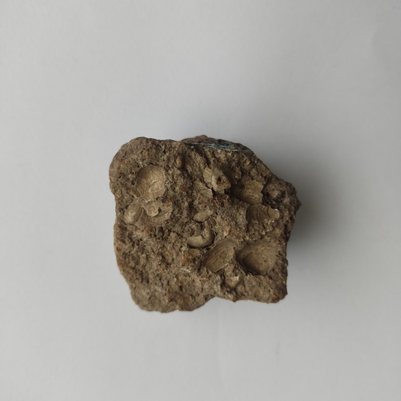 Камінь з черепашками