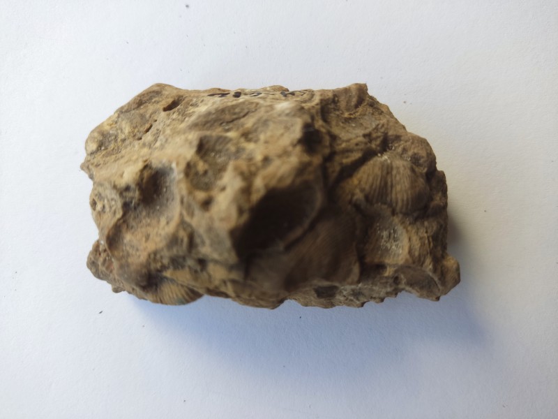 Камінь з черепашками