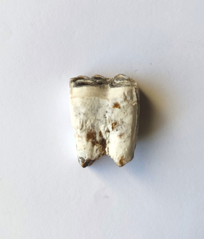 Зуб гіпаріона