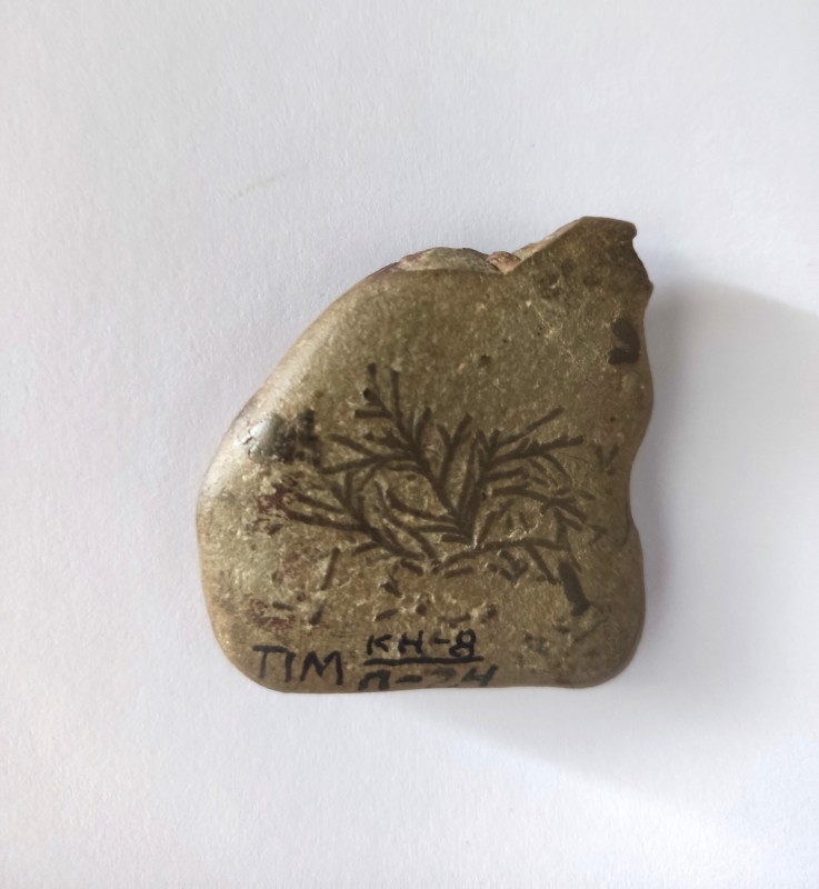 Камінь з відбитками хвої