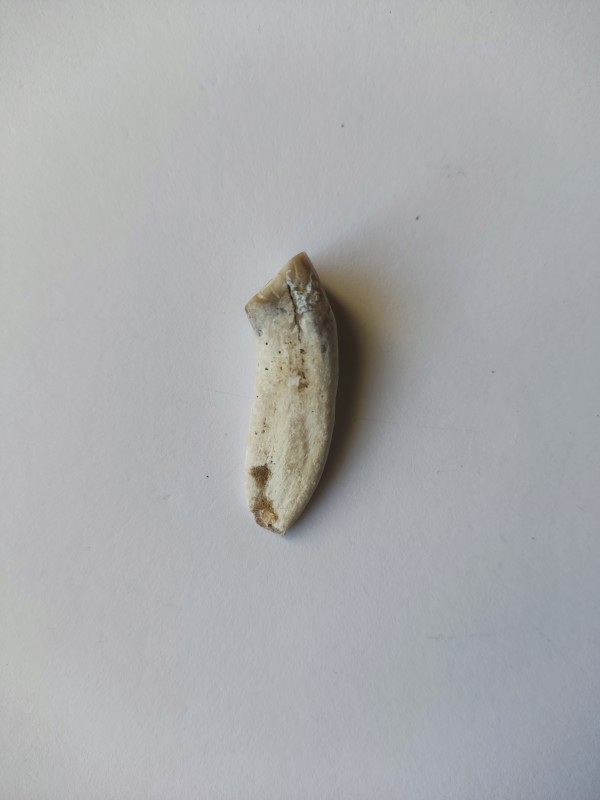 Зуб гіпаріона