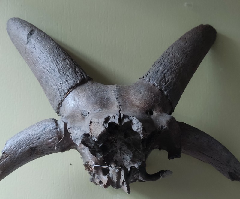 Череп чотирирогого козлика