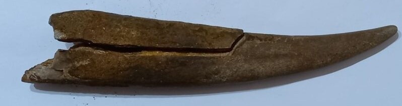 Скам'янілі рештки кликів шаблезубого тигра