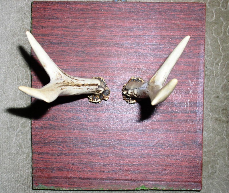 Роги косулі, прикріплені до підставки з ДСП.