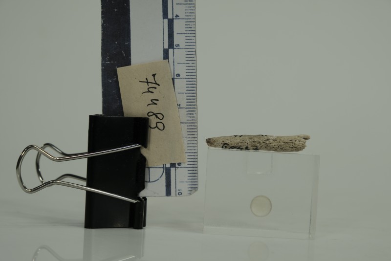 Кістяне вістря стріли